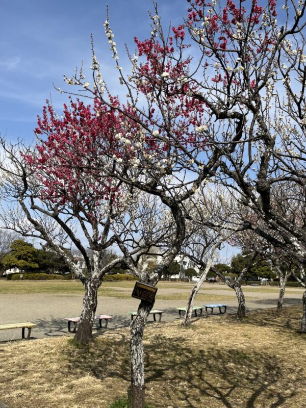 会社前の公園にて