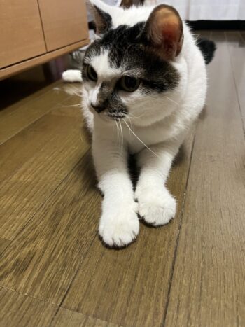 (株)フクシマの看板猫ノンです